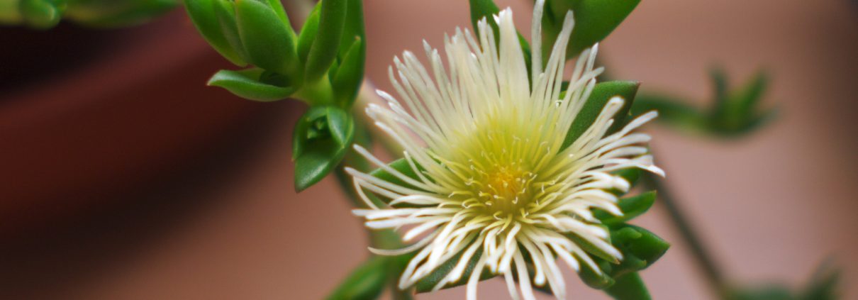 Kanna sceletium tortuosum: flower