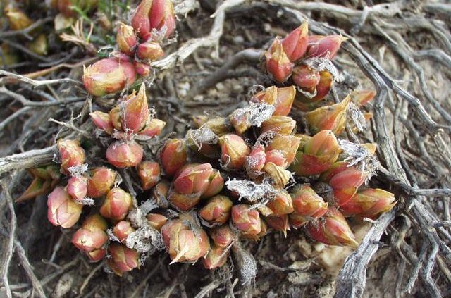 BOTANICAL INFO: Kanna sceletium tortuosum