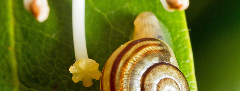 CULTIVATION / HOW TO GROW: Snails